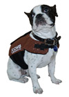 Otis Dog Vest
